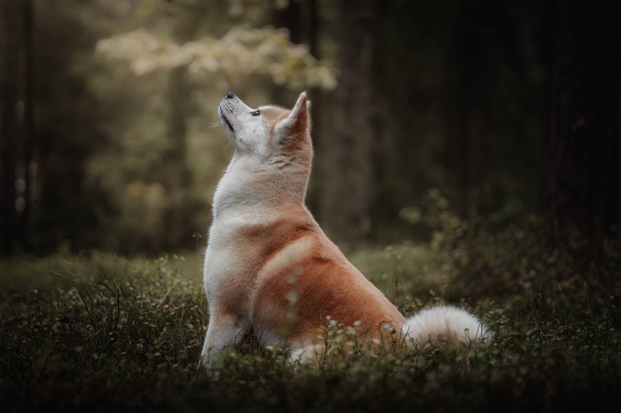 Akita inu — hodowla Tetsu No Hane