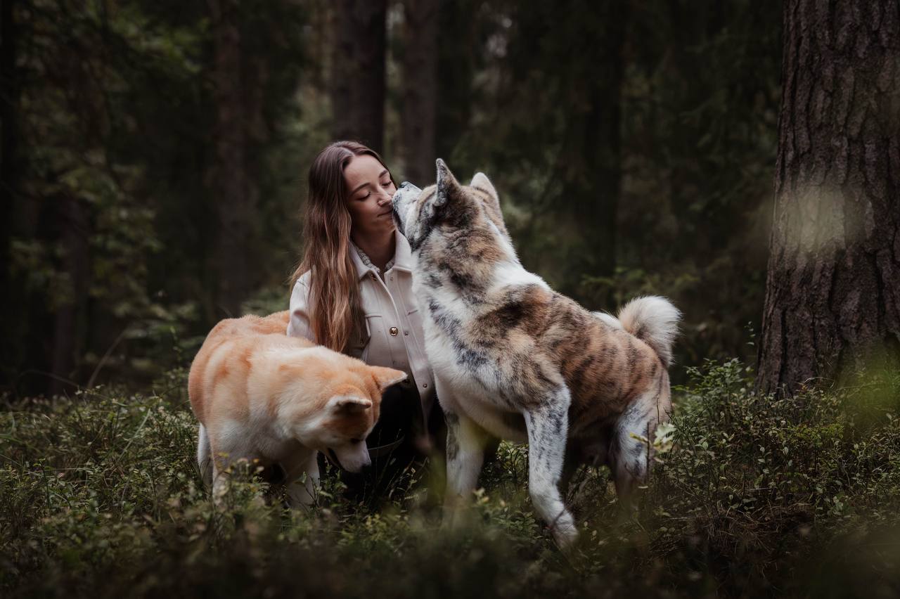 Akita inu — hodowla Tetsu No Hane