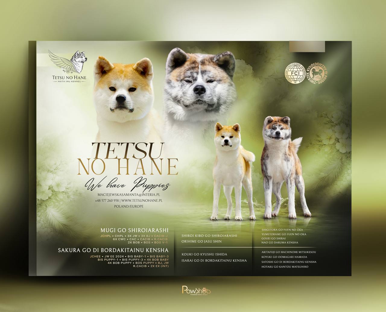 Szczenięta Akita inu — hodowla Tetsu No Hane